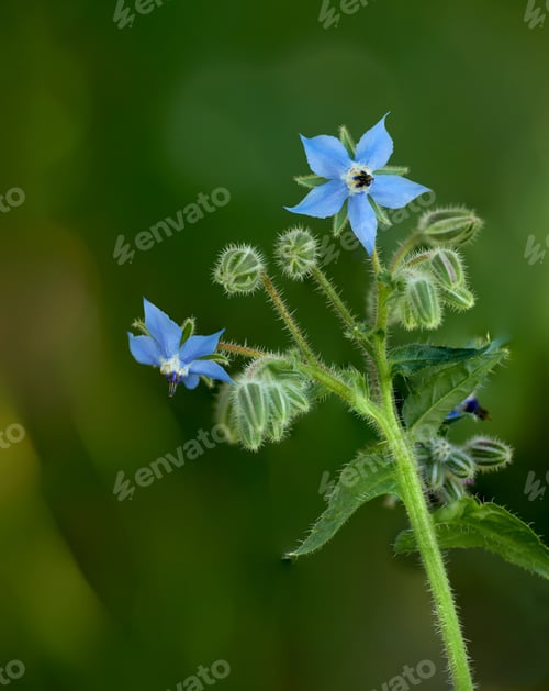 Preview: Beautiful flowers from my garden. A series of beautiful garden photos.