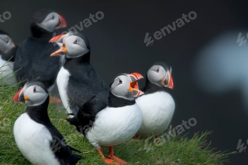 Preview: Atlantic Puffin or Common Puffin, Fratercula arctica, on Mykines, Faroe Islands