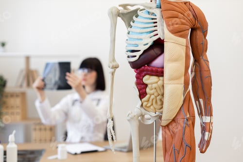 Preview: Medical professional studying X-ray with anatomical model of human body