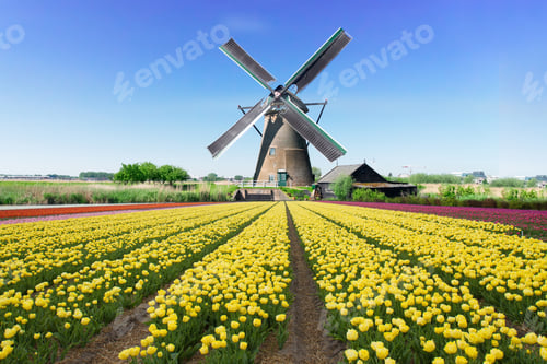 Preview: dutch windmill over tulips field