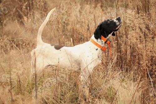 Preview: English pointer in tall brush
