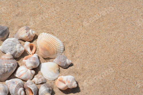 Preview: Many beautiful sea shells on sand, closeup. Space for text