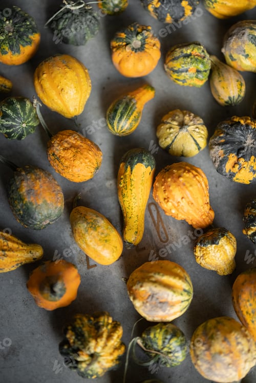 Preview: Background of mini decorative pumpkins