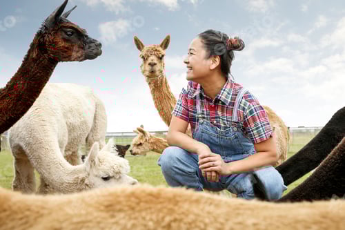 Preview: Woman sitting with alpacas, face to face, smiling