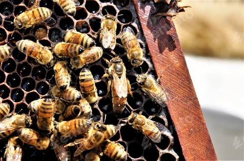 Preview: Closeup shot of a group of bees creating a honeybee full of delicious honey