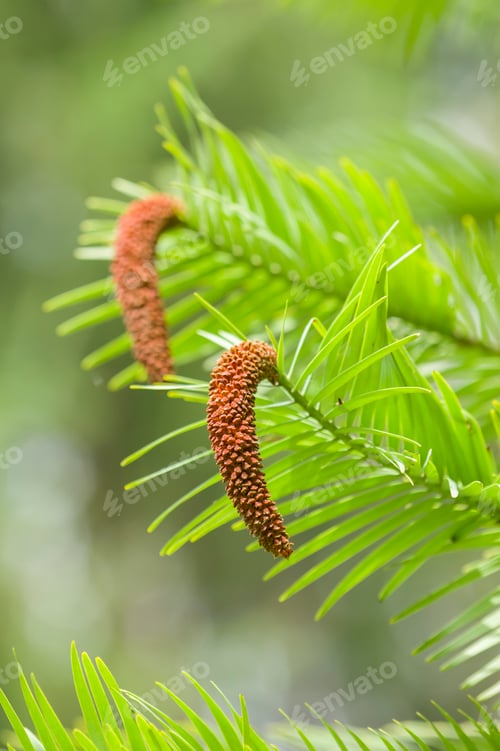 Preview: Wollemi pine tree