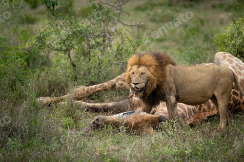 Preview: Male Lion, Panthera leo, feeding on a giraffe carcass.