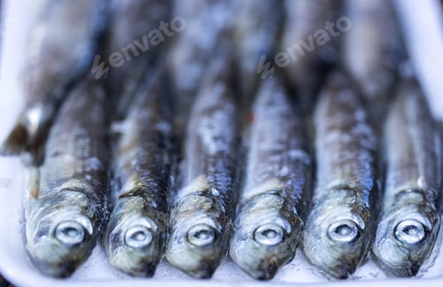Preview: Herring bait fish frozen together used to catch salmon and other seafood