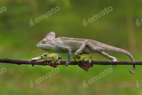 Preview: Veiled Chameleon (Chamaeleo Calyptratus) is Walking Through the Two Frogs
