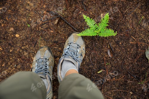 Preview: Hiking on forest mountain trail in summer
