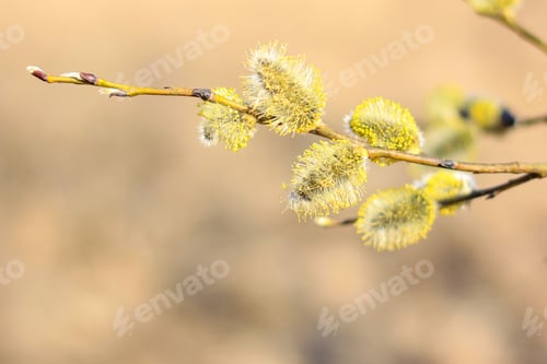 Preview: Willow branches with fluffy catkins, buds, flowers. Spring, easter background. Selective focus.