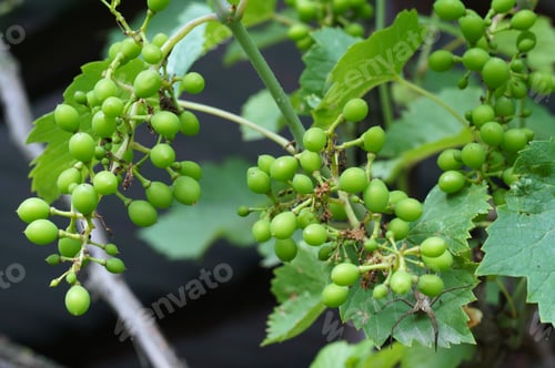 Preview: Future Harvest