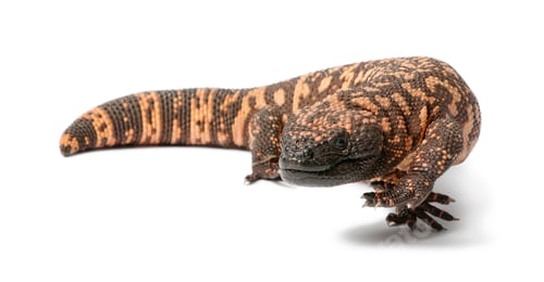 Preview: Gila monster - Heloderma suspectum, poisonous, white background