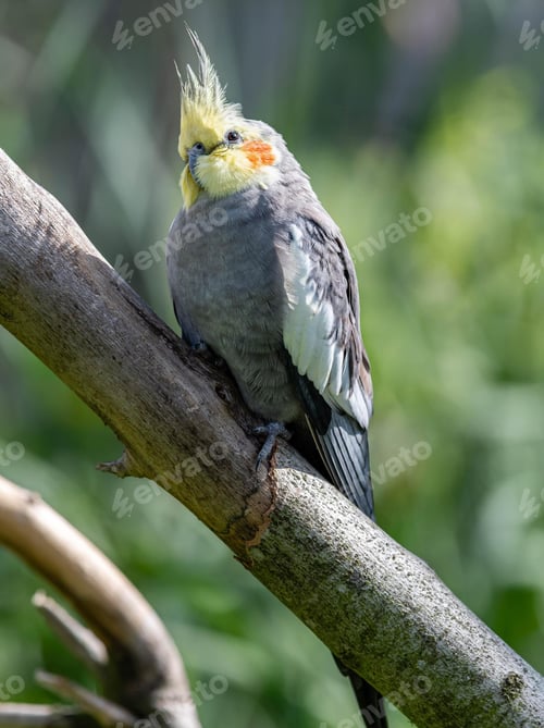 Preview: cockatiel, bird, pet, parrot
