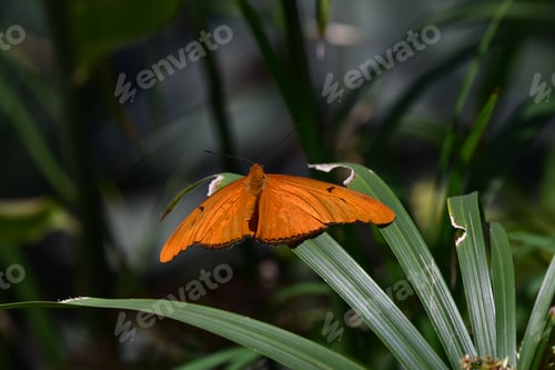 Preview: Orange Gulf Fritillary Butterfly with wings spread