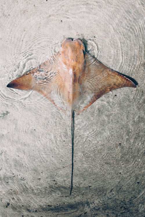 Preview: Vertical shot of the cownose ray floating in shallow water. Rhinoptera bonasus.
