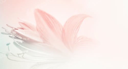 Preview: Delicate Pink Lily Flower Abstract Still Life
