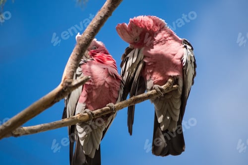 Preview: bird, cockatoo galah, parrot, pet