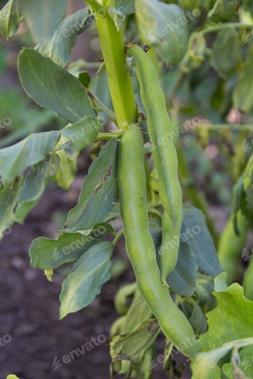 Preview: silver beans grown in the organic garden