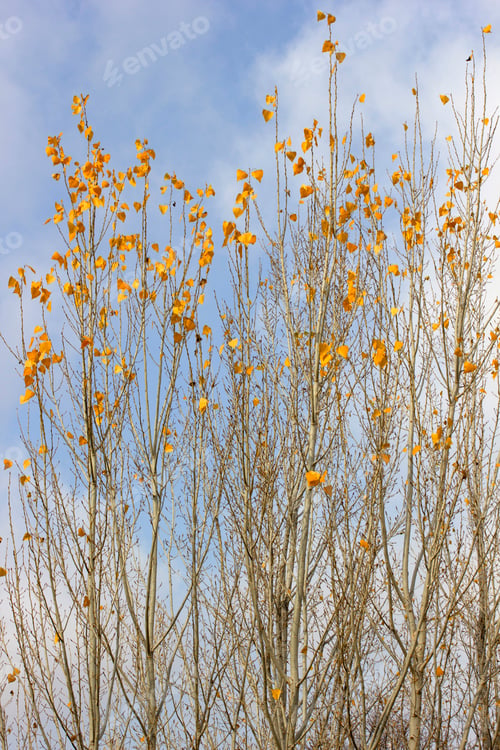 Preview: yellow poplar leaves in autumn