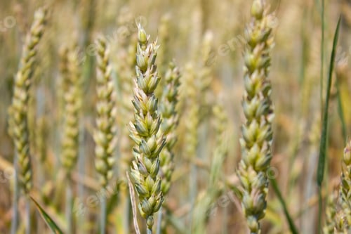 Preview: Close-up Young wheat ears. Wheat ears in nature on a soft blurry background.