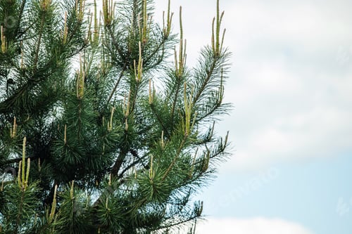 Preview: young green bump on branches of pine growing in forest. Male cones of a pine. Collect pine shoots