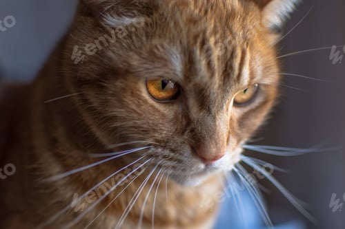 Vorschau: Portrait einer schönen Katze mit braunen Augen