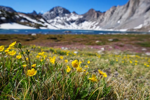 Preview: Mountains meadow