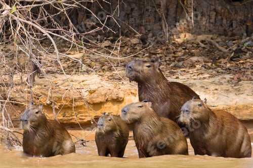 Vorschau: Capybara-Herde aus Pantanal, Brasilien