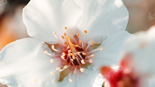 Preview: Beautiful almond pink tree flower in Spring March season