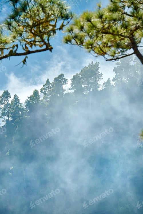 Preview: Pine forest in the mountaions of La Palma