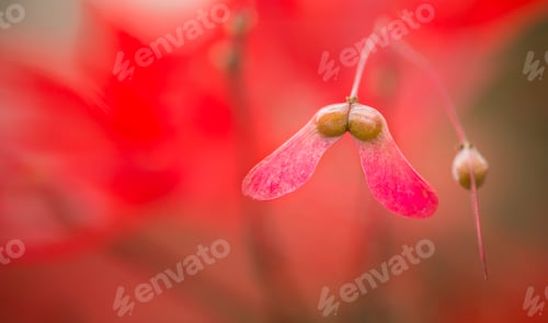Preview: Maple tree, acer palmatum, with winged seeds.