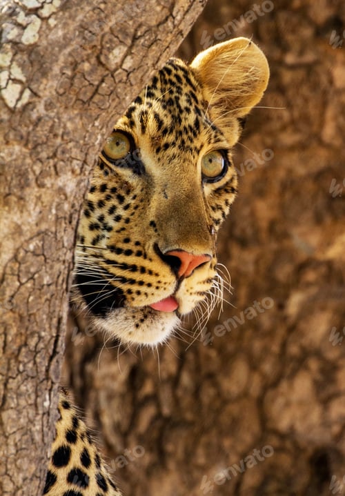 Preview: Best wildlife experiences in the world