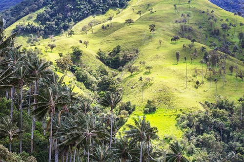 Preview: Cocora