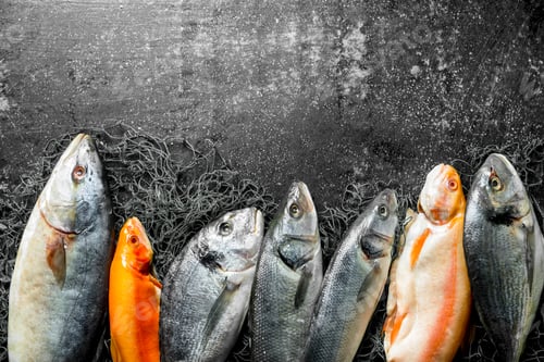 Preview: Assortment of fresh fish on the fishing net.