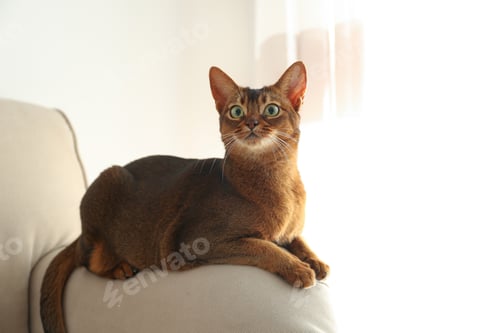 Preview: Beautiful Abyssinian cat on sofa at home. Lovely pet