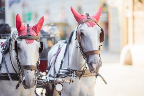 Preview: Traditional horse coach Fiaker in Vienna Austria
