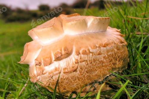 Preview: Wild Mushroom, Guadarrama National Park, Spain