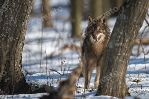 Preview: Wolf in the forest up close. Wild animal in the natural habitat