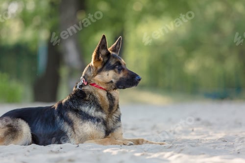 Preview: German shepherd dog playing on the beach