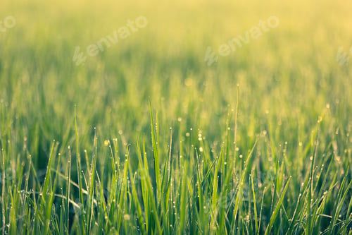 Preview: freshness of green plant with bokeh light