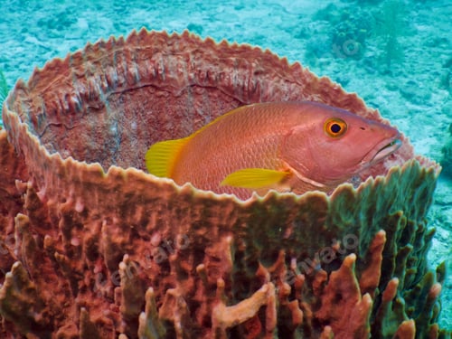 Preview: Closeup of a pink reef fish in a barrel sponge