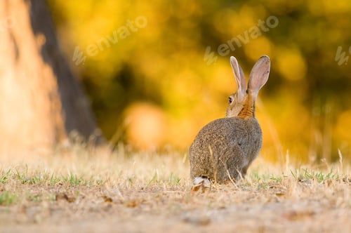 Preview: Shallow focus shot from behind of a wild rabbit on the grass at sunrise in west Spain
