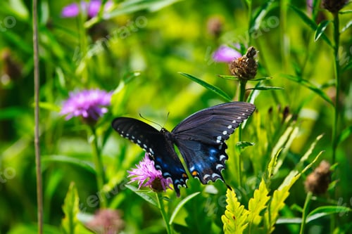 Preview: Gorgeous black swallowtail butterfly in a bright field with vibrant pink flowers and green leaves