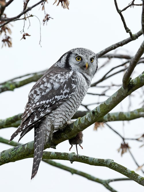 Preview: Northern Hawk Owl (Surnia ulula)