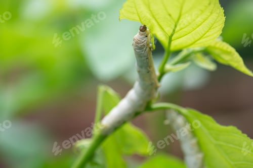 Preview: silkworm