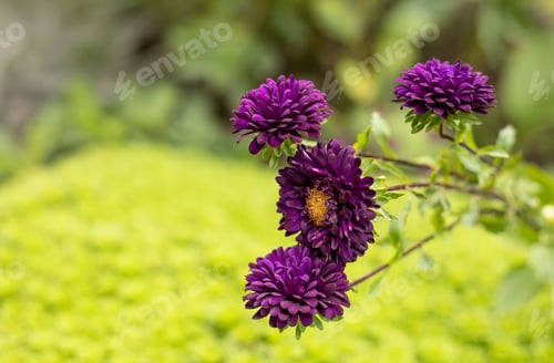 Preview: asters flowers in the garden in summer