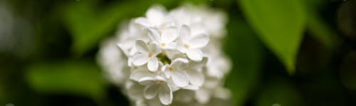 Preview: Banner Petals of white lilac with yellow stamens close-up
