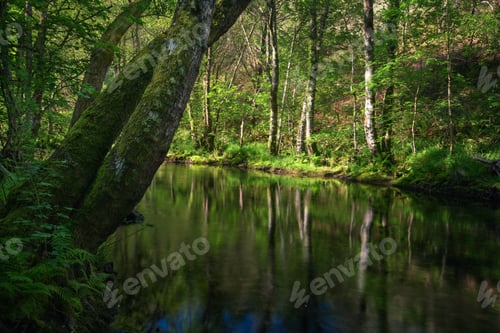 Preview: Relaxing atmosphere with the soft light of the morning on a river surrounded by forest