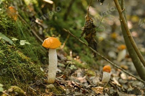 Preview: There are a lot of wild aspen mushrooms growing in the forest. Mushrooms in the forest.